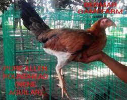 Balubad 2nd road, barangay balubad 2, silang, cavite 4118. Bermar Game Farm Pure Allen Roundhead Of Mayor Nene Aguilar Facebook