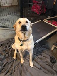 Adopt Bella On Petfinder Labrador Retriever Labrador Retriever Dog Labrador