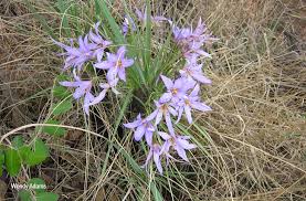 Image result for Xerophyta retinervis