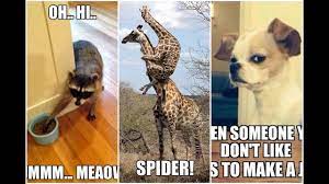 This cat can tell stories cheerfully. Funniest Animal Memes Ever Youtube