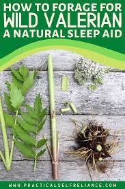 Pin On Foraging For Medicinals