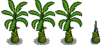 It takes 12 days to grow. Banana Sapling Stardew Valley Wiki