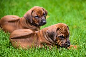 Purebred rhodesian ridgeback puppies & dogs for sale. 4 Things To Know About Rhodesian Ridgeback Puppies Gfp
