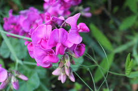 We did not find results for: Hanakotoba The Secret Meanings Behind 9 Flowers In Japan