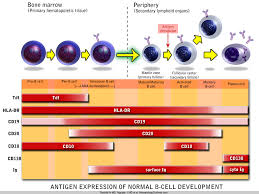 Image result for B-Lymphocyte