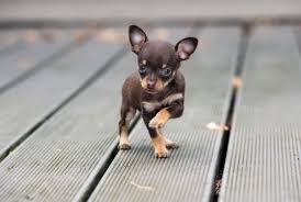 Teacup Chihuahua Puppies Lifespan Price Pictures
