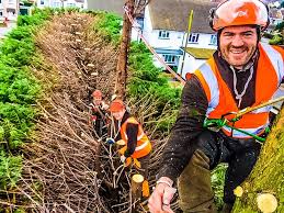 I'm have a yellow chain tree and i get a few flowers on it when it bloom what's wrong it's about 8 yrs old. How Do I Check If My Tree Is Dead Or Dying T H Tree Services