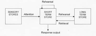 Atkinson and shiffrin provided a key memory model to the field of cognitive psychology in 1968. Multi Store Model Atkinson And Shiffrin 1968 Ceirepsych