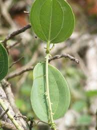 Image result for Smilax anceps