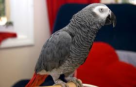 Quite frankly, no parrot can. Types Of Pet Parrots Lovetoknow