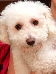 Quarterback K9 Client Testimonials — QUARTERBACK K9 TRAINING