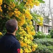 A native tree to the midwest, you might find this tree in natural areas as well as cultivated landscapes. Buy Cassia Tree From Ty Ty Nursery
