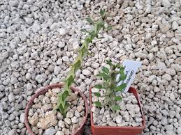 Image result for Ceropegia monteiroae