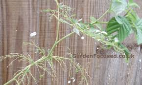 Small raspberry aphid (aphis rubicola) is a vector of raspberry leaf curl virus. Raspberry Pests And Diseases Gardenfocused Co Uk