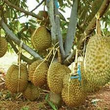 Cara menanam durian agar cepat berbuah. Tanaman Buah Durian Montong Shopee Indonesia