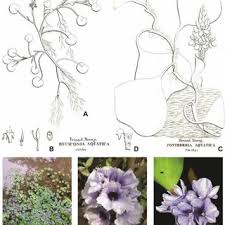 Image result for Anthericopsis sepalosa