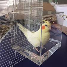Badewanne papageien ara sittiche vögel edelstahl freistehend. Transparente Pet Vogel Bad Haus Mit Hangenden Haken Vogel Badewanne Kafig Fur Vogel Bad Dusche Papageien Nymphensittiche Sittiche Bird Baths Aliexpress