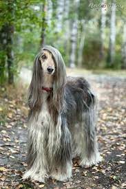 afghan hounddog breed information popular pictures dog breeds beautiful dogs dogs