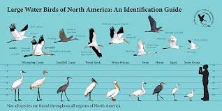 Birds Of North Alabama Photos Birds Similar To Cranes Alabama Outdoors Birds North America