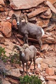 Utah Rams Zion Np Animals Beautiful Animals Wild Animals