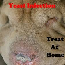 How are vaginal yeast infections treated? Treat Your Dog S Yeast Infection At Home Without Going To The Vet Pethelpful By Fellow Animal Lovers And Experts