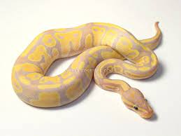 Coral Glow Banana Het Pied Ball Python Morphs Ball Python Queen Humor