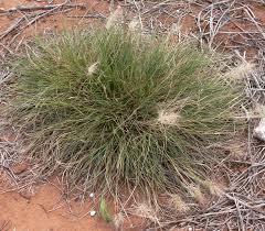 Image result for Aristida diffusa