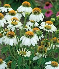 Echinacea Purpurea Pow Wow White Flowers Perennials Echinacea Echinacea Purpurea