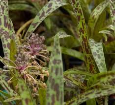 Image result for Ledebouria Unidentified sp. no1.