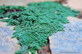 The thymus family encompasses a broad group of plants and herbs, all of which thrive in moderate thyme is an indigenous plant to parts of eurasia. Tips For Growing Thyme
