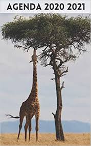 Agenda Etudiant 2020 2021 300 Pages Couverture Girafe Animal Sauvage Savane Africaine Girafe French Edition De Nil Papyrus 9798662880641 Amazon Com Books 5,8 m la giraffe culmine, grâce à son long cou de 2 m de long, jusqu'à 5,50 m voire 5,80 m. amazon com