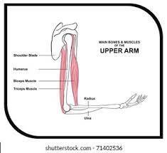 Your biceps, triceps, and deltoids. Vector Main Bones Muscles Upper Arm Stock Vector Royalty Free 71402536