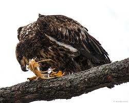 Pickles, spice pastes, instant mixes, festival feasts, etc. Fish Are A Primary But Not Exclusive Food Source For Bald Eagles Naturally Curious With Mary Holland