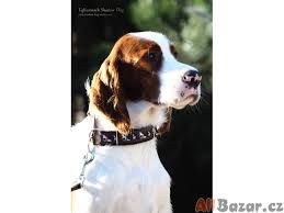 Image result for irský červenobílý setr