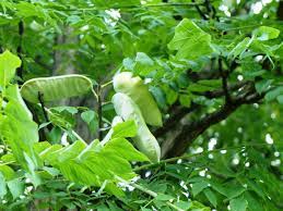 Pods ripen in october but remains closed until winter Tree Of The Week Kentucky Coffeetree Bygl