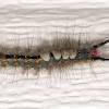 Also known as the woolly worm or the isabella tiger moth, this little guy question: 1