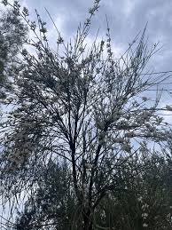 Image result for Retama monosperma