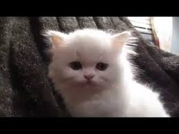 Persian cat has silky shiny fur, round face, glowing eyes and long hairs. Cfa White Persian Female Kitten With Copper Or Green Eyes Youtube