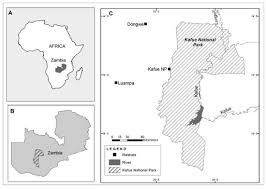 Image result for Paropsia brazzeana