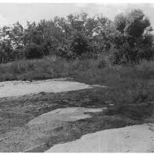 Image result for Lindernia conferta