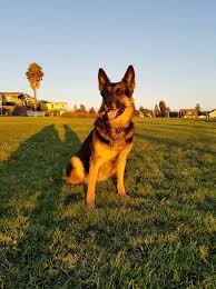 When they grow, they shed large amounts once or twice a year. California Esp Northern Working Line Breeders German Shepherds Forum