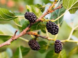 To get new leaves after picking them all to respawn. Planting Mulberry Tree At Your Home Garden Gardens Nursery