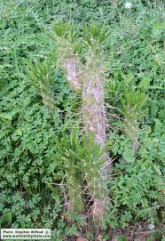 Image result for Austrocylindropuntia