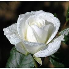 Gambar bunga mawar warna putih. Benih Bibit Bunga Mawar Putih White Rose Import Shopee Indonesia