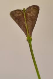 Image result for Capsella