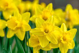 We did not find results for: 21 Popular Flowers That Mean Death And Mourning Farm Food Family