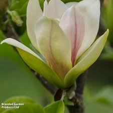 Image result for magnolie sunsation