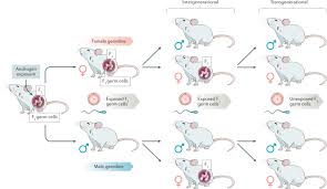 See spelling differences) is an intermediate color between black and white.it is a neutral color or achromatic color, meaning literally that it is a color without color, because it can be composed of black and white. Epigenetic Inheritance Of Polycystic Ovary Syndrome Challenges And Opportunities For Treatment Nature Reviews Endocrinology
