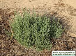 Image result for Salsola kali