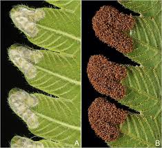 Image result for Amblovenatum opulentum